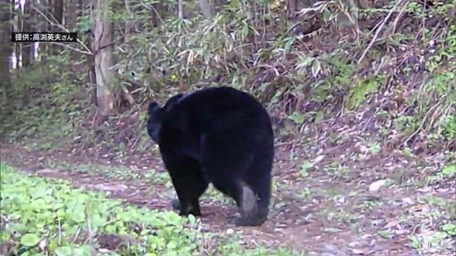 【詳報】『ツキノワグマ出没警報』発表　3年連続・過去最も早い発表時期に　期間は5月1日〜11月30日まで　青森県|TBS NEWS DIG