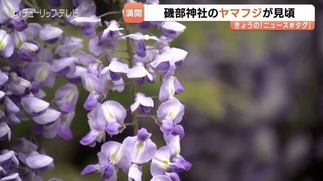 樹齢250年が彩る薄紫の世界…磯部神社のヤマフジ見ごろ　雨上がりに輝く天然記念物の絶景と甘い匂い　富山・氷見市|TBS NEWS DIG
