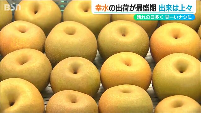 早くも秋の味覚『幸水』が登場「糖度が高く収穫前の雨でみずみずしくなった」新潟の梨|TBS NEWS DIG