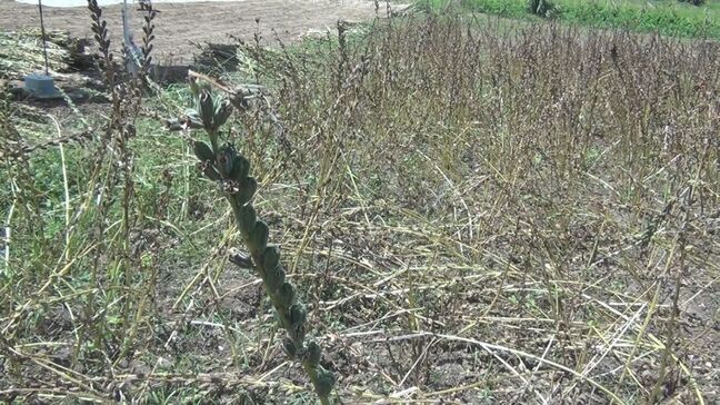 「日本一の白ゴマ産地」台風10号で農業被害計3億円以上　鹿児島で1人不明30人けが|TBS NEWS DIG