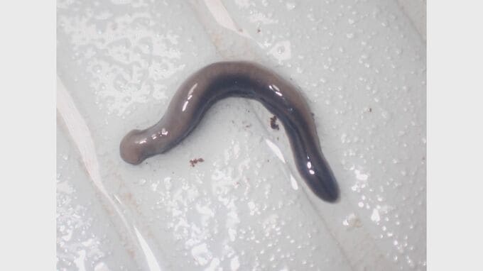 新種発見！？プラナリアの仲間「コウガイビル」　“山陰のガラパゴス”の異名「隠岐諸島」の独自の生態系に迫る　|　BSSニュース | BSS山陰放送