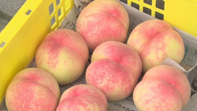 「和田の桃」出荷始まる　浜田市旭町|TBS NEWS DIG
