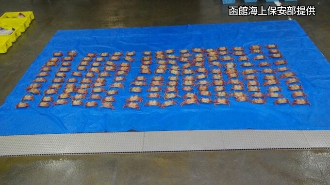 未明の漁港に不審な2人…密漁毛ガニ160匹所持疑いで漁師の66歳と41歳の親子を逮捕　パトロール中の海保が発見　北海道森町・砂原漁港|TBS NEWS DIG