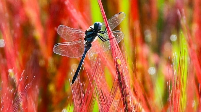 備中国分寺と赤米の美しい景色の中に「シオカラトンボ」英語では「love dragonfly」それはなぜ？【岡山】|TBS NEWS DIG
