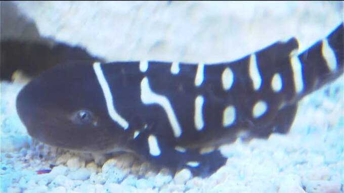 トラからヒョウへ変化！？　貴重なトラフザメの展示始まる　かごしま水族館　|　鹿児島のニュース｜MBC NEWS｜南日本放送