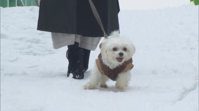 「道路の雪を食べてはダメ」冬の犬の散歩には注意を　”融雪剤”成分で嘔吐や下痢など中毒症状、肉球につくと皮膚炎の可能性も…獣医師が警鐘　|　BSSニュース | BSS山陰放送