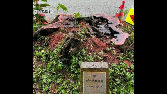 撤去しようとすると「泣いた」逸話が残る那覇市の景観資源“泣きアカギ”　倒木のおそれで市が撤去|TBS NEWS DIG