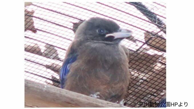 ルリカケス死ぬ　月齢3か月…先月の1羽に続き、3月生まれの2羽とも　平川動物公園|TBS NEWS DIG