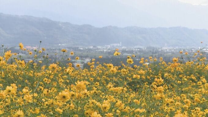 「毎年来てます！」その数８０万本！　長野・安曇野市の公園で秋を告げる「キバナコスモス」が見頃　１２枚の花びらが特徴　|　SBC NEWS | 長野のニュース | SBC信越放送