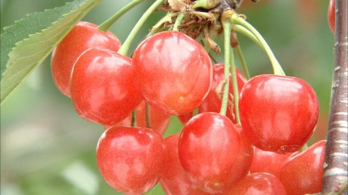 「真っ赤に育って糖度も高くて」キラキラの“佐藤錦”　初夏の味覚の収穫作業はじまる　糖度20度以上で今年も豊作！　|　青森のニュース│ATV NEWS│青森テレビ