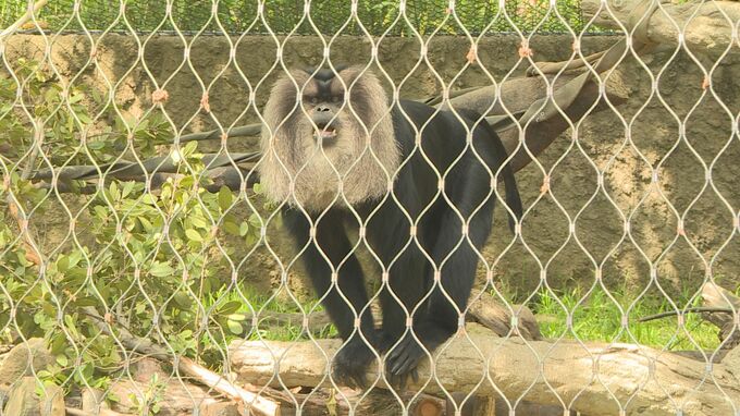 絶滅危機にひんしているサルを守っていこう　「国際マカクウィーク」イベントにぎわう　山口・宇部|TBS NEWS DIG