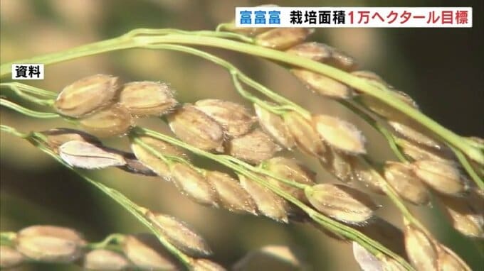 温暖化、猛暑…コシヒカリ偏重を是正　富山県の“新・コメ戦略”「富富富」の栽培面積を６倍に拡大へ　|　富山のニュース｜天気・防災｜チューリップテレビ
