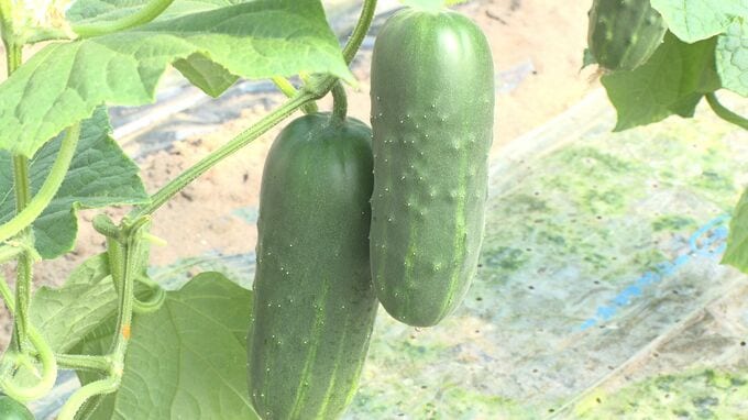 ずっしり500グラム！　石川・金沢で「加賀太きゅうり」初出荷　寒波乗り越え例年通りの出来に|TBS NEWS DIG