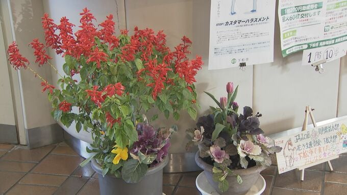 「暖ったかい色をそろえてみました」葉ボタンが市役所のロビーを彩る　山口・下松|TBS NEWS DIG