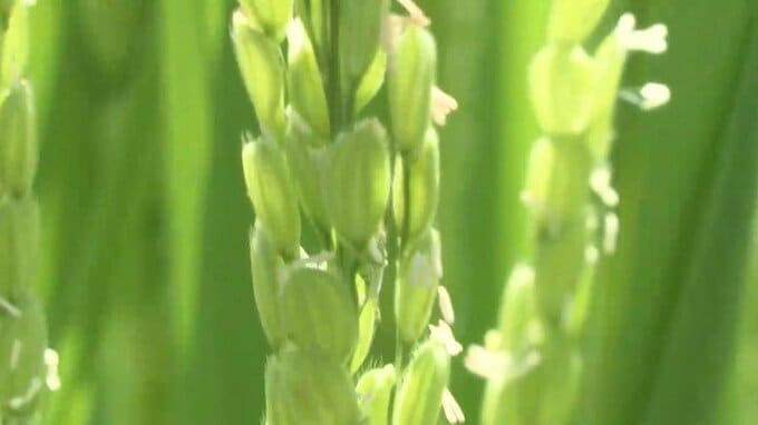 宮城県の田んぼ8月1日に「出穂期」到来　高温続く場合は管理方法を変えるよう県が呼びかけ|TBS NEWS DIG