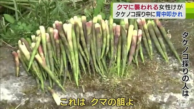 【詳報】背中を叩かれ振り返ると「クマ」が…　60代女性がクマに襲われ右足の太ももにけが　現場周辺は“タケノコ採り”の人気エリア「これはクマの餌！」　他にもクマと遭遇した人が「心臓がまだドキドキしている…」|TBS NEWS DIG