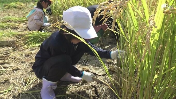 「暑いから田植えよりちょっと地獄です」子どもたちが稲刈りを体験 自分たちが田植えした田園で地域の人と作業＝静岡・下田市|TBS NEWS DIG