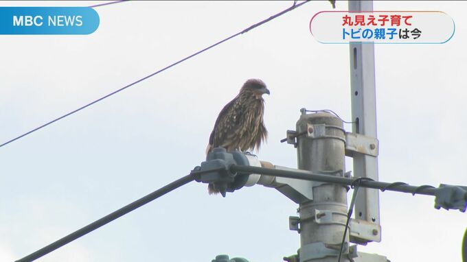 “丸見え子育て”あのトビは今　白くてフワフワだったヒナが…　|　鹿児島のニュース｜MBC NEWS｜南日本放送