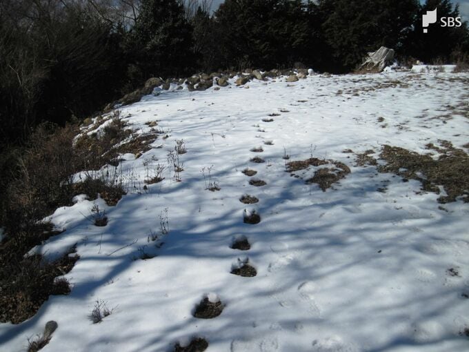 雪上に点々と…クマと思われる動物の足跡見つかる 市役所が注意呼びかけ＝静岡・伊豆市|TBS NEWS DIG