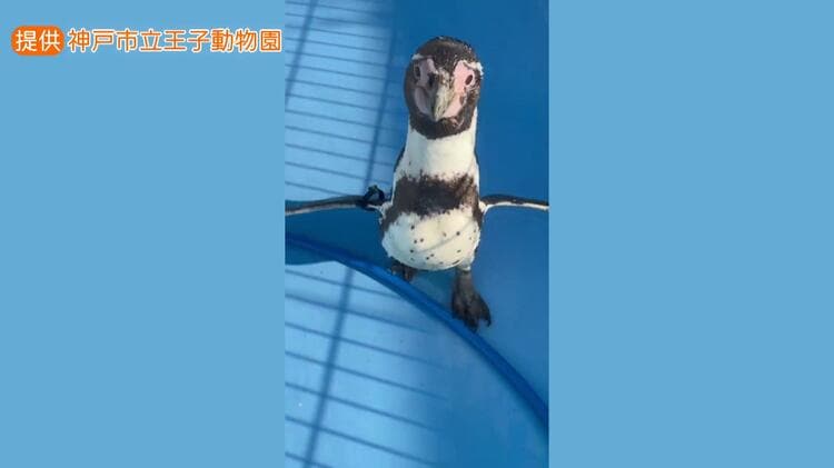 31歳じぃ＆5歳の若妻】平均寿命を超える長寿の秘訣は？ 神戸市立王子