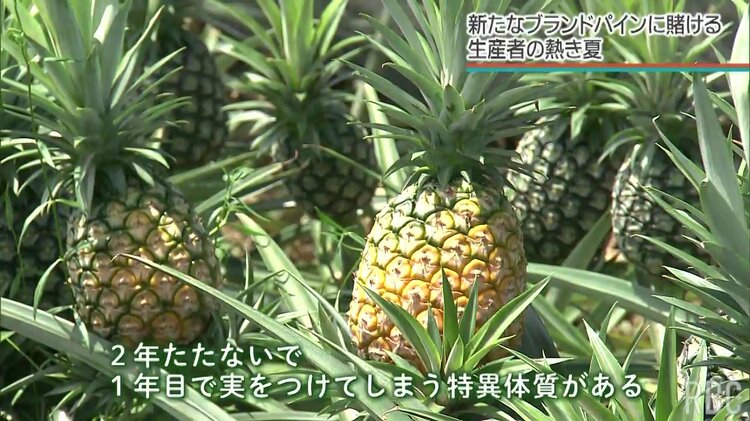 パインなのにココナツの味」19年をかけて開発したパイナップルの新品種
