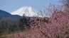 ハナモモや河津桜が彩る　富士山と共演も　山梨・上野原市 談合坂SA近く　|　山梨のニュース | ＵＴＹテレビ山梨
