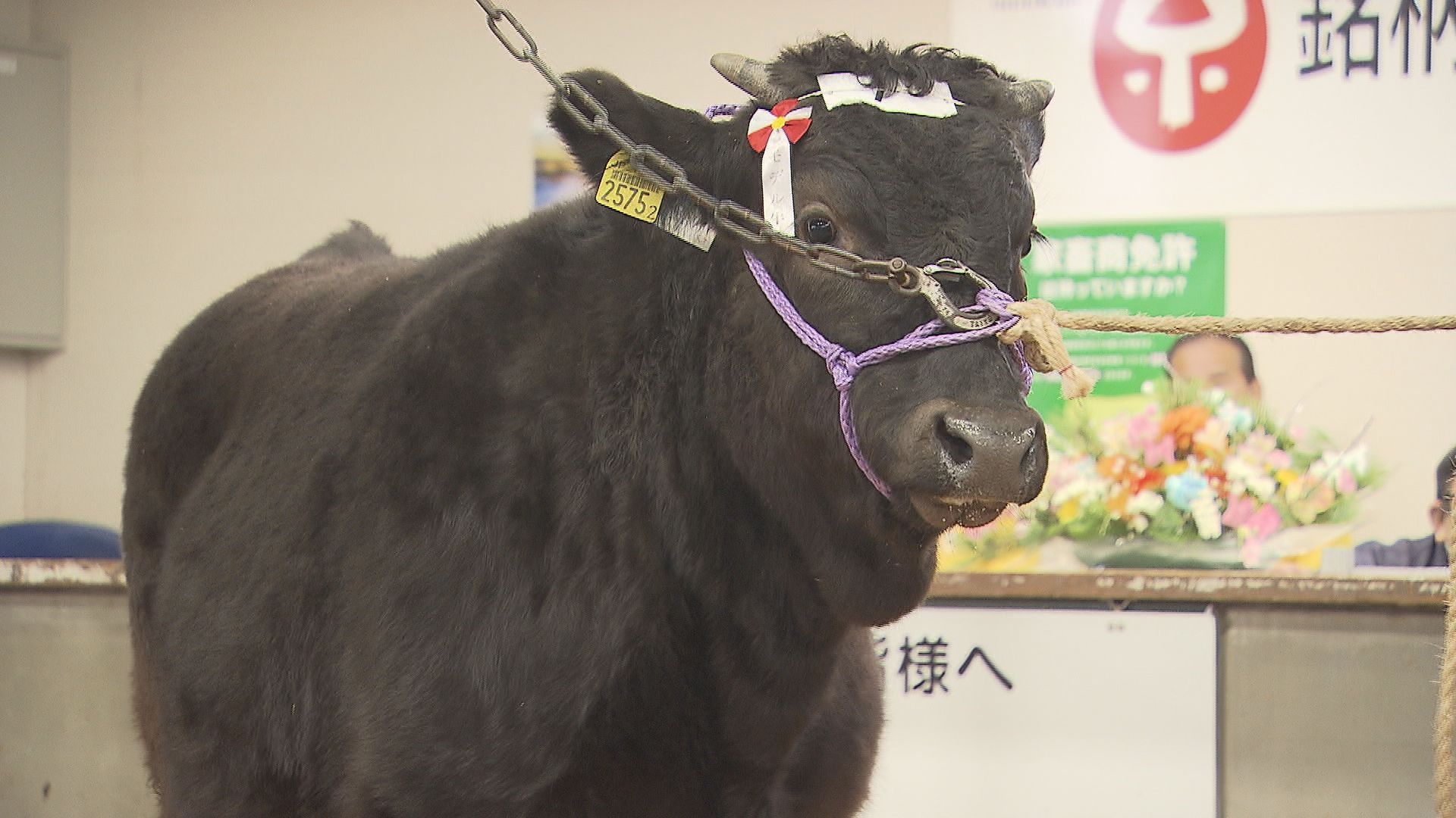 そろそろ引退…」子牛の初競り、9年ぶり高値 背景にエサ代高騰と農家の