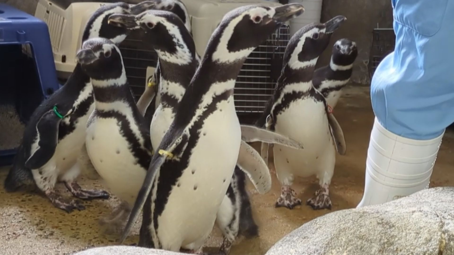 26羽のマゼランペンギンが地震で避難…最後の7羽が水族館に戻るも“お