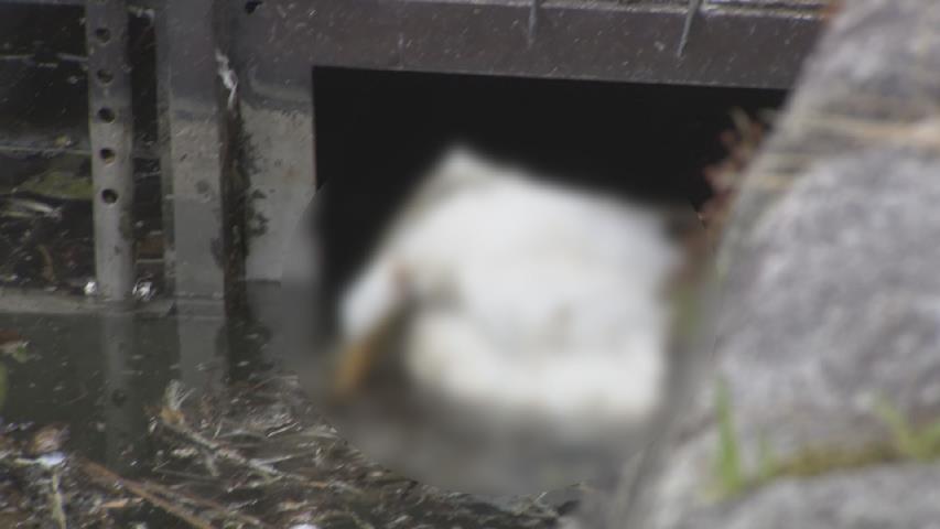 衝撃の78羽！富山城址公園でシラサギが大量死 原因は「猛暑とストレス