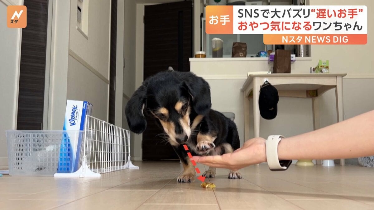 おやつに全集中しちゃう？“お手”が遅～い犬の大福君（8）がSNSで大バズ