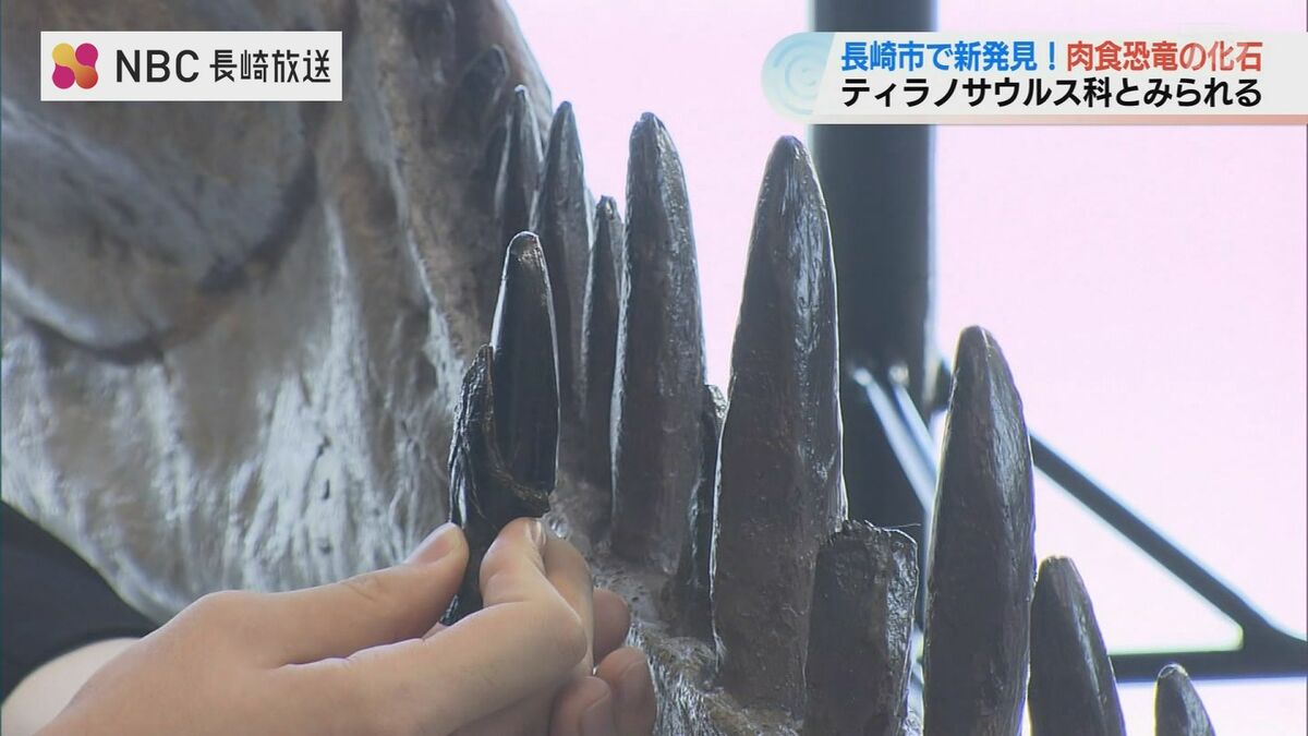 長崎で発見！3例目のティラノサウルス科の化石 | 長崎のニュース