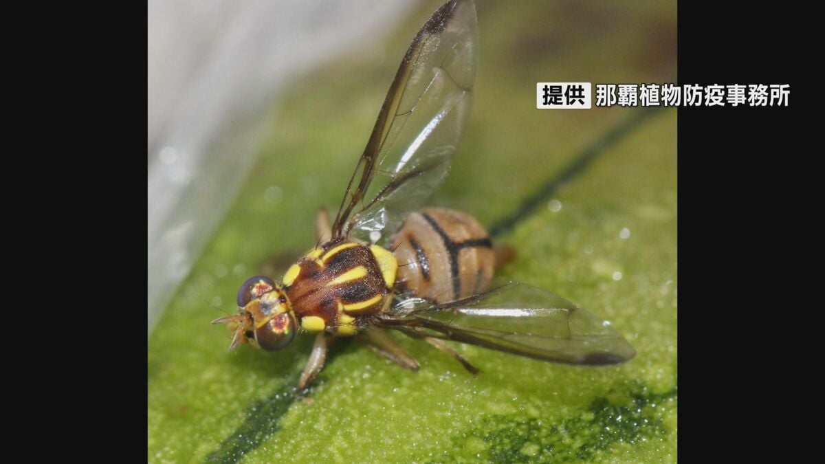 ゴーヤーなどの島外への持ち出しを制限 セグロウリミバエの生息確認