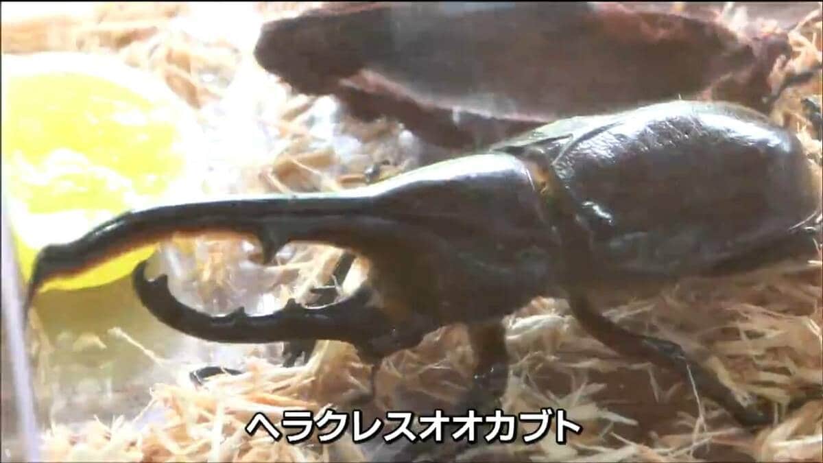 世界最大のカブトムシ「ヘラクレスオオカブト」も 珍しい昆虫一堂に