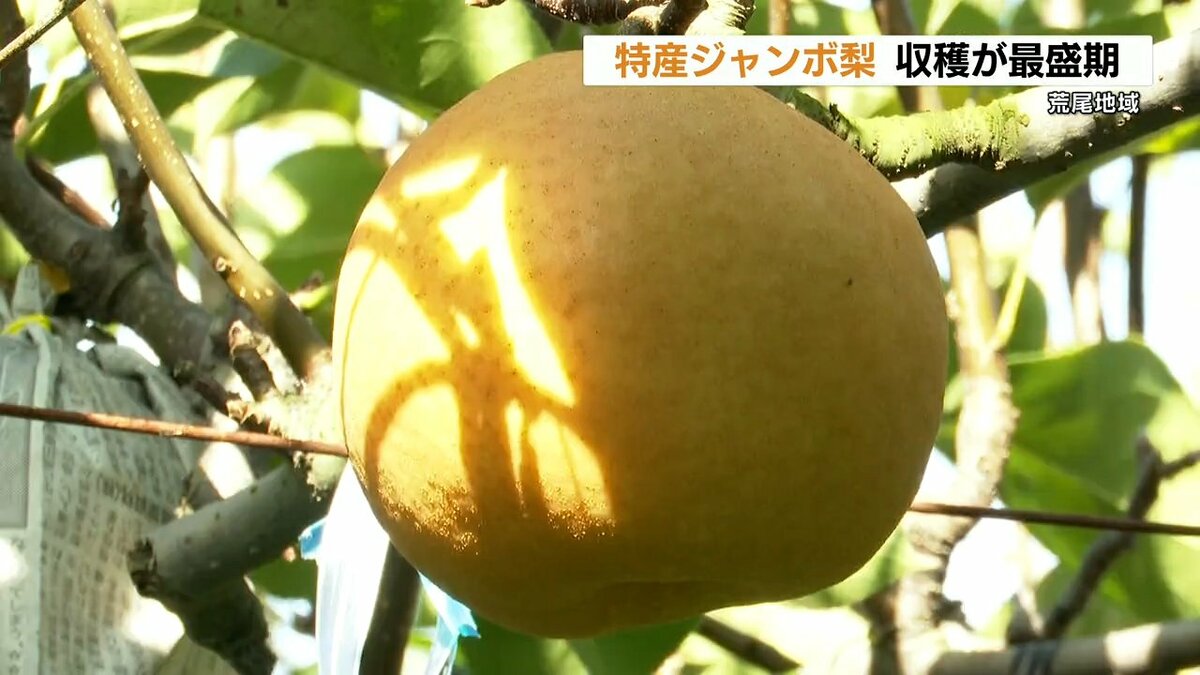 糖度が14度の「新高」 荒尾特産ジャンボ梨 収穫最盛期 贈答用として