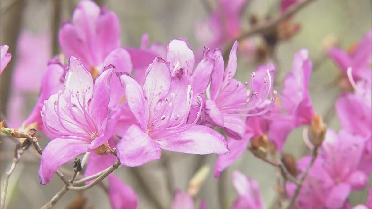 春を告げる紅紫のツツジ咲く 約5万本が植えられている愛知･豊川市の善住禅寺で｢ミツバツツジまつり｣開催 4月20日まで