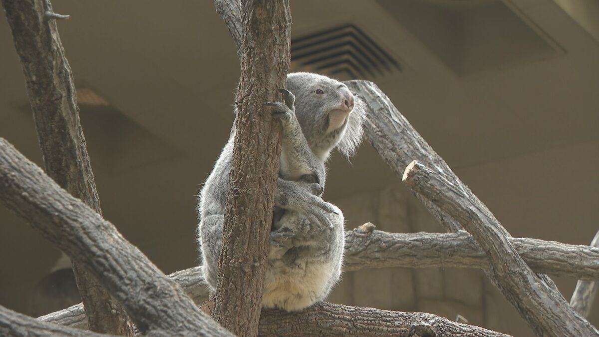 名古屋城・東山動植物園“他都市並みに”値上げへ 新年度予算案は｢アジア･アジアパラ全力｣ 大会関連経費に846億円