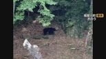 小学校近くの公園にクマ… 岐阜県の目撃情報 今年度218件 昨年度の同時期128件を大きく上回る 県が注意呼びかけ|TBS NEWS DIG