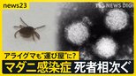 高い致死率“マダニ感染症” 西日本中心から関東地方にも… 専門家「野生動物が運び屋の可能性」 感染を防ぐ対策は？【news23】|TBS NEWS DIG