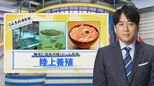 2024年ヒット予測の「養殖魚」…“代理親養殖”からイチゴで育つサーモンまで「陸上養殖」が戦国時代に突入【THE TIME,】|TBS NEWS DIG