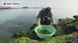 鮮やかな緑、早春告げる「アオサ」採り　暖冬で少なめも「味は申し分なし」　|　長崎のニュース | 天気 | NBC長崎放送