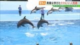 福島市から2時間半、新潟で見る・体験する・食べる“夏旅”へ！トドの赤ちゃんに胸キュン＆絶品海の幸バーベキュー|TBS NEWS DIG