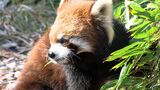 「食べてもらえるのはありがたい」増え続ける放置竹林...救世主はレッサーパンダ 土砂災害の発生防止にも【SDGs】 | 静岡のニュース | SBSNEWS | 静岡放送