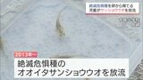 宮崎市の小学校で絶滅危惧種「オオイタサンショウウオ」を放流　児童たちが卵から育てる|TBS NEWS DIG