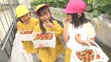 園児がイチゴ狩りを体験 糖度が高い「さがほのか」収穫 ハウス内に歓声 大分 | 大分のニュース|OBS NEWS|大分放送