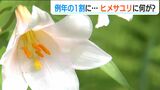 シカに食われた?見ごろ迎えるヒメサユリが例年の1割だけ やむなく祭り期間を短縮する事態に 新潟県三条市 | 新潟のニュース・天気|BSN NEWS|BSN新潟放送