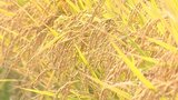 大分県内の米の最終的な作況指数は「101」 4年連続で平年並み | 大分のニュース|OBS NEWS|大分放送