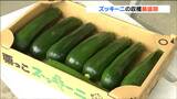 「どんな料理にも合うので食べてほしい」夏野菜ズッキーニの収穫最盛期 宮城・栗原市 | 宮城のニュース│tbc NEWS│tbc東北放送