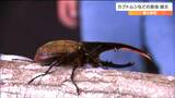 「強そうなところが好き」ヘラクレスオオカブトなど世界のカブトムシやクワガタを展示 宮城・南三陸町|TBS NEWS DIG