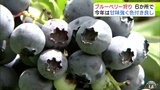 「小ぶりでも味はおいしい」青森県八戸市でブルーベリー狩りはじまる 甘み強く色付き良し 豊作の園地で目揃会「食べながら大いに収穫していってもらいたい」|TBS NEWS DIG