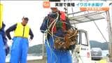 県水産高校の生徒が新たな養殖手法で育てた大粒の"イワガキ"水揚げされ市場に出荷へ 宮城・女川町|TBS NEWS DIG